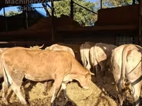 Корова, Blonde d’Aquitane cattle — фото 2