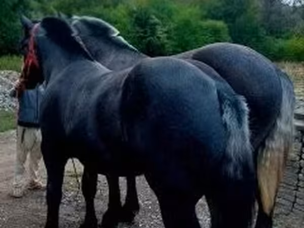Caballo, Percheron