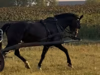فرس, Dutch warmblood horse — الصورة 3