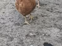 Danish hen — photo 6