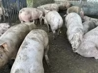 Cerdos (lote, sexo no especificado), Cerdos — foto 2
