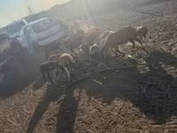 Қошқар, Cameroon sheep — 2-сурет