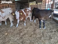 सांड, Simmental cattle — फ़ोटो 5