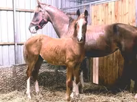 حصان, Dutch warmblood horse — الصورة 2