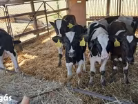 ثور, Simmental cattle — الصورة 6