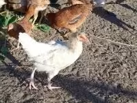 Chickens — foto 1