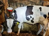 牛只（批次，未指定性别）, Cattle — 照片 5