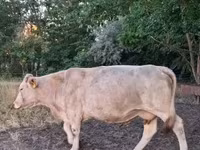 母牛, Charolais cattle — 照片 5