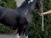 Caballo, Dutch warmblood horse — foto 5