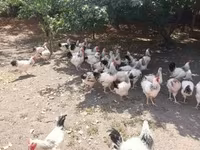 ससेक्स — फ़ोटो 5