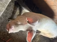 Eber, Schweine — Foto 2