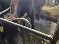 İnək, Swiss cattle — foto 2
