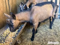 Ziegenbock, Alpine goat — Foto 1