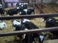सांड, Russian Black pied cattle — फ़ोटो 1