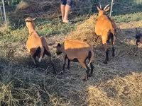Қошқар, Cameroon sheep — 5-сурет