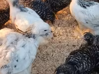 Chickens — fotografija 4