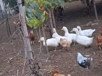 Ducks — zdjęcie 3
