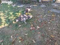 Turkeys — 照片 3