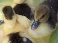 Ducks — الصورة 1