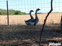 Geese — foto 1