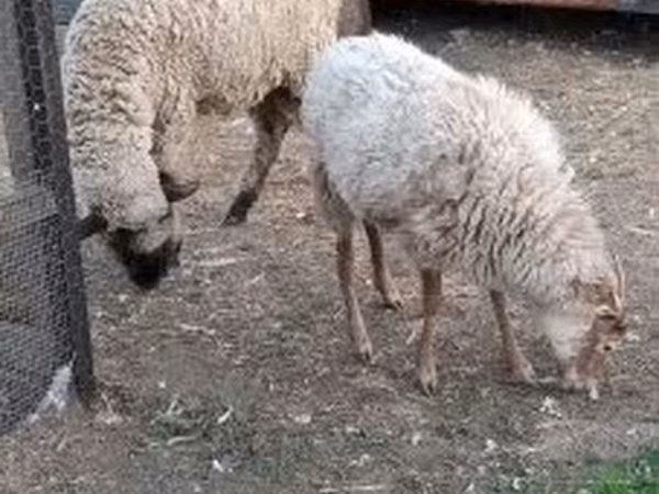 绵羊（批次，未指定性别）, Sheep