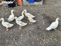Ducks — الصورة 1