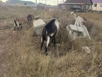 Bode, Alpine goat — foto 4