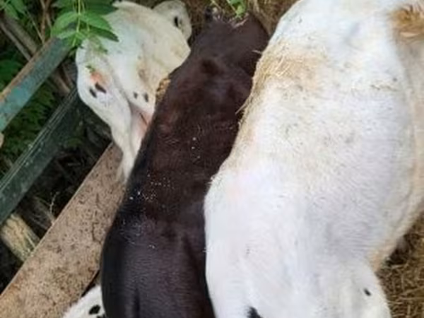 Taureau, Race Holstein — Hongrie