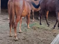 Madyan, Kyrgyz Horse — foto 3