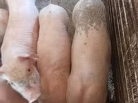 母猪, Крупная белая — 照片 7