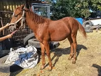 Horse (M), Kisber felver — photo 3