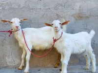 Koza, Saanen goat — fotografija 4
