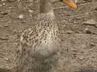 Geese — fotografija 8