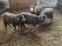 Qoʻchqor, Merino sheep — 3-rasm