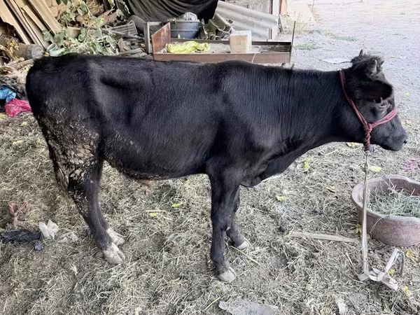 Touro, Aberdeen-Angus
