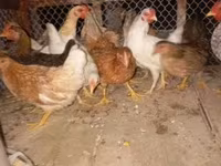 Dänische Henne — Foto 3