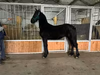Koń, Friesian — zdjęcie 7