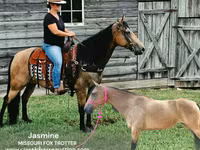 Kobila, Missouri foxtrotter — fotografija 1