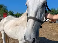 Caballo, Caballos — foto 2