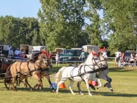 母马, Horses — 照片 2