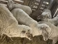 भेड़, Blackheaded Persian sheep — फ़ोटो 6