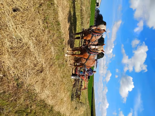 母马, National Show Horse