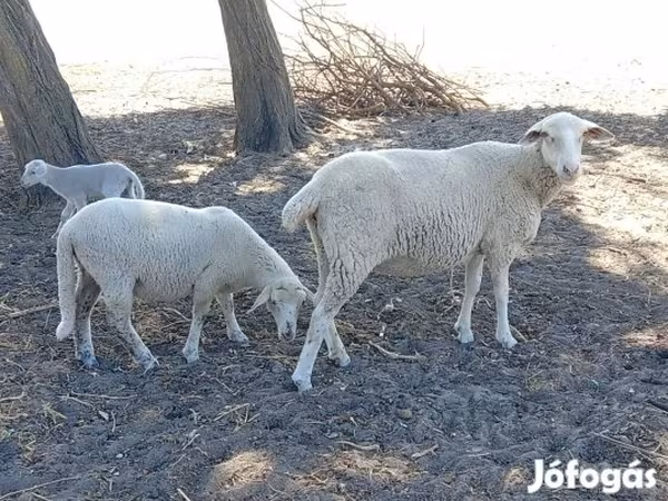 Sheep, Sheep