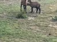 Owca, Cameroon sheep — zdjęcie 1