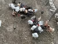 Chickens — 写真 1