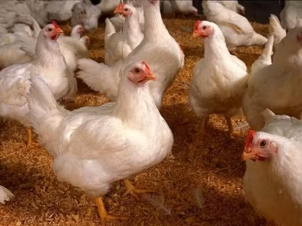 Chickens