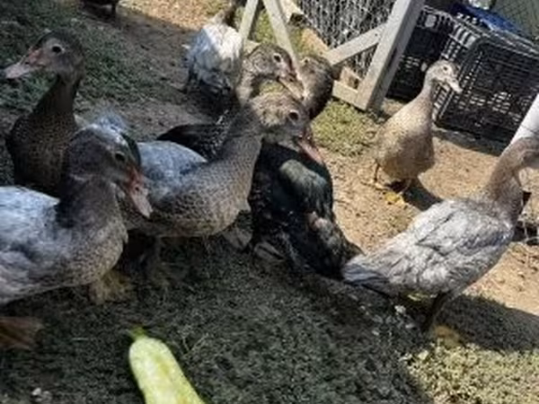 Ducks — Węgry