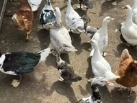 Ducks — fotografija 1