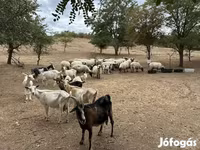 Ziegenbock, Ziegen — Foto 4