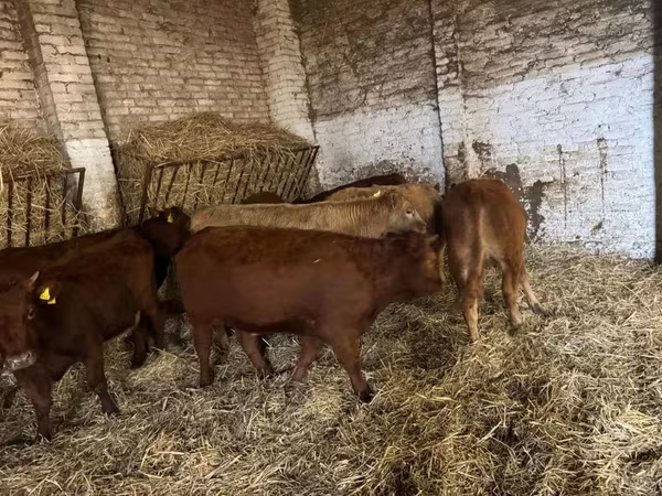 Bull, Cattle